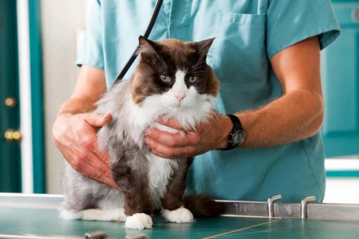 Why Is My Cat Panting? - Veterinary Medical Center of St. Lucie County